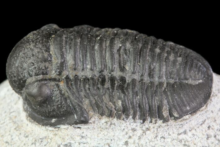 Gerastos Trilobite Fossil - Morocco #69102